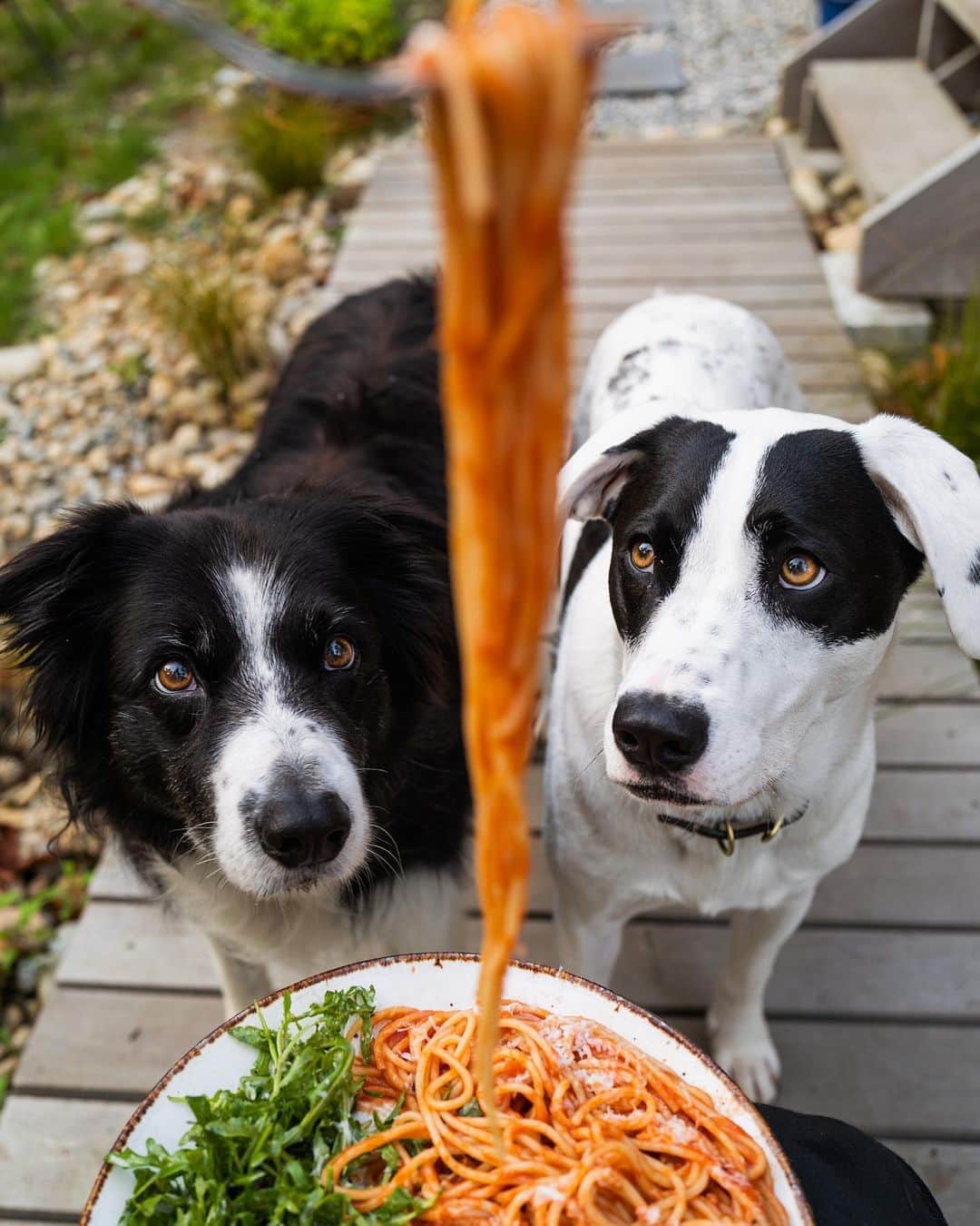 Andrew Knappのインスタグラム：「Had to share this one on here since we’re a food themed page now. Typical @julescrawf “let me throw something together real quick” meal: a pasta with homemade tomato sauce and fresh ground parmesan, side arugula garden salad, and apple sage veggie sausages (not pictured). Dog approved.」