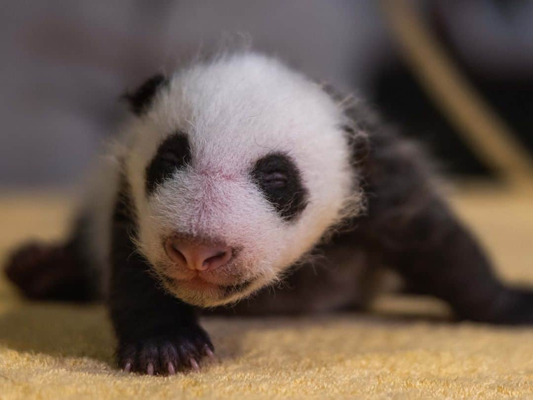 スミソニアン国立動物園さんのインスタグラム写真 - (スミソニアン国立動物園Instagram)「🐼💙 Our 6-week-old giant panda cub is aww-inspiring. Over the past month, the newborn’s iconic black markings appeared, he received a clean bill of health from Zoo veterinarians and he's packing on the pounds! ✏️TOP 5 MOMENTS: https://s.si.edu/3jB0CcT. (Link in bio.)  . . .  #PandaStory #PandaCubdates」10月6日 5時52分 - smithsonianzoo