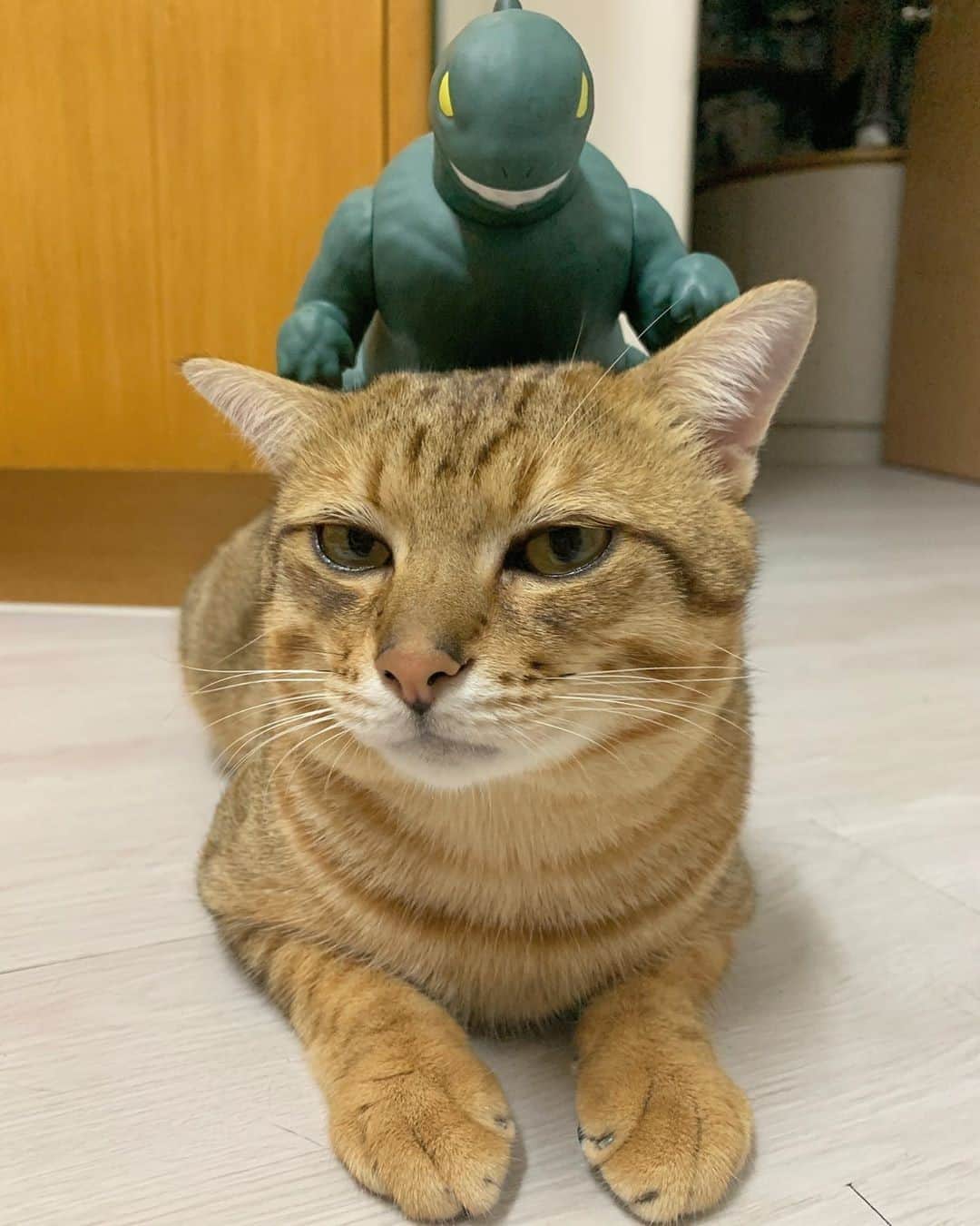 Aww Clubのインスタグラム