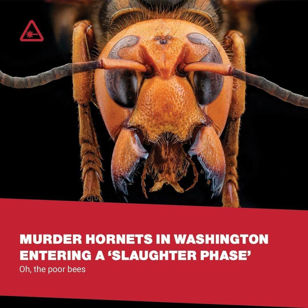 クリス・ハードウィックさんのインスタグラム写真 - (クリス・ハードウィックInstagram)「Asian giant hornet aren't much of a threat to people. But they are to bees. ⁠ link in bio」10月6日 6時01分 - nerdist