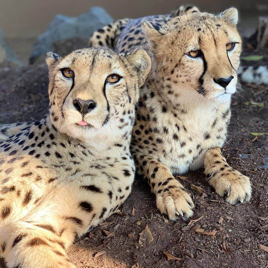 San Diego Zooさんのインスタグラム写真 - (San Diego ZooInstagram)「Spotted at the Zoo: Cheetahs Jabula & Roketi sharing a snuggle 📷: Lorena Walton #FelineSnuggly #SanDiegoZoo」10月6日 6時26分 - sandiegozoo
