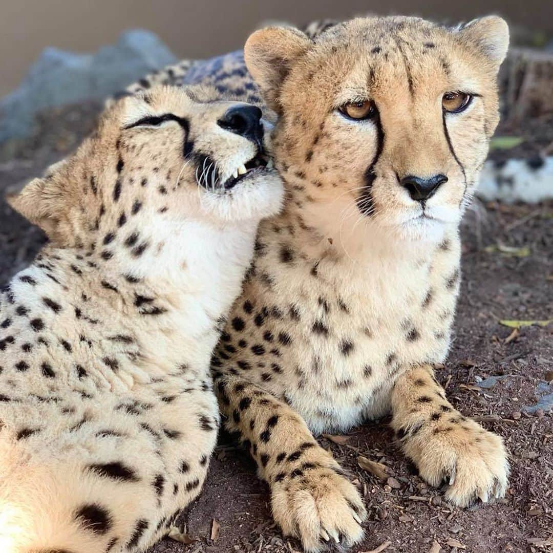 San Diego Zooさんのインスタグラム写真 - (San Diego ZooInstagram)「Spotted at the Zoo: Cheetahs Jabula & Roketi sharing a snuggle 📷: Lorena Walton #FelineSnuggly #SanDiegoZoo」10月6日 6時26分 - sandiegozoo