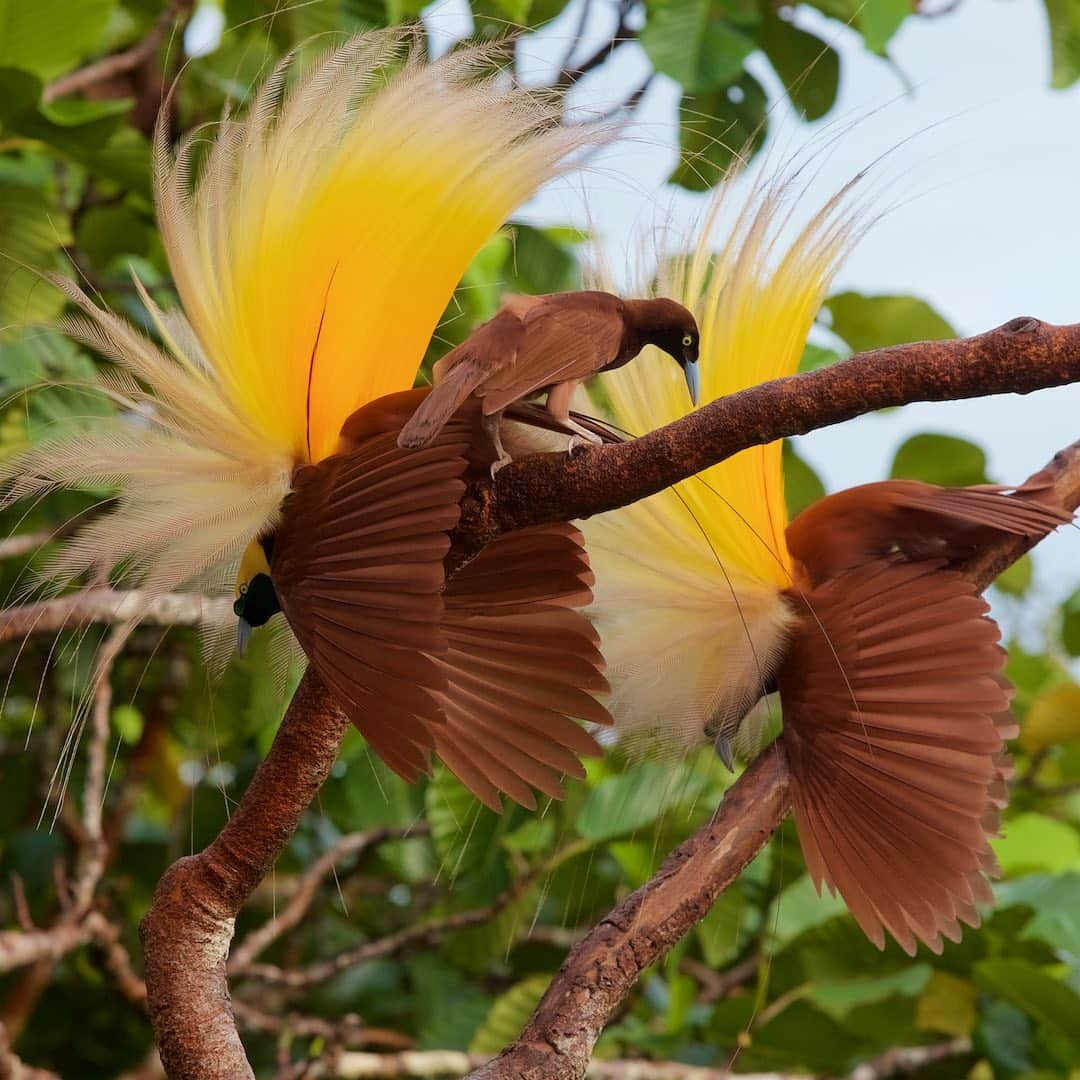 Tim Lamanさんのインスタグラム写真 - (Tim LamanInstagram)「If you’ve followed my work for a while, you know that Orangutans and Birds-of-Paradise are two subjects that I have photographed for years.  Join me tomorrow at 1600 (US EDT) for a conversation here at IG Live with my colleague and International League of Conservation Photographers fellow Lucas Bustamante (@luksth). We plan to discuss how photography can have an impact for conservation of species, not only the famous Orangutans and Birds-of-Paradise that I work with, but also all the entire biodiversity of the rainforest, including the reptiles and amphibians that are the focus of Lucas’s NGO @tropicalherping.  We’ll save time for some questions from you as well.  See you there! . Photos: 1) Adult male orangutan making a kiss-squeak vocalization, 2) one year old baby orangutan, 3) Magnificent Riflebird male displaying, 4) Greater Birds-of-Paradise display to a female, 5) Details – see you tomorrow! . PS>  I’m continuing my fundraiser to support the forest guardians of Papua.  50% of Bird-of-Paradise print proceeds will go directly to help villagers hurt by the collapse of ecotourism to Papua.  Buy a print and help save the forest for Birds-of-Paradise.  Link in bio.    @savewildorangutans @birdsofparadiseproject  #orangutan #birdofparadise #Indonesia @ilcp_photographers #ilcp_photographers」10月6日 6時26分 - timlaman