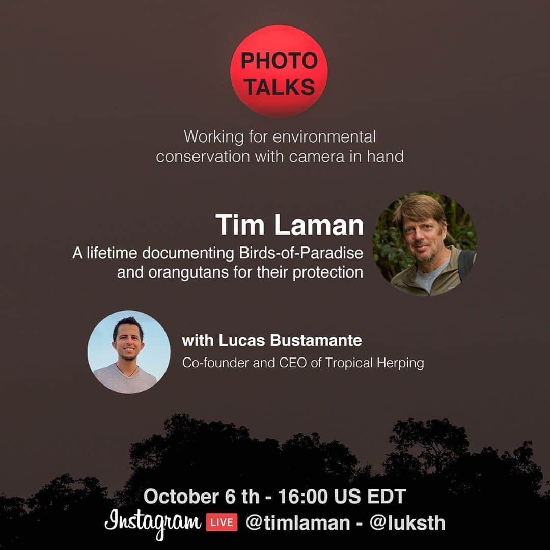 Tim Lamanさんのインスタグラム写真 - (Tim LamanInstagram)「If you’ve followed my work for a while, you know that Orangutans and Birds-of-Paradise are two subjects that I have photographed for years.  Join me tomorrow at 1600 (US EDT) for a conversation here at IG Live with my colleague and International League of Conservation Photographers fellow Lucas Bustamante (@luksth). We plan to discuss how photography can have an impact for conservation of species, not only the famous Orangutans and Birds-of-Paradise that I work with, but also all the entire biodiversity of the rainforest, including the reptiles and amphibians that are the focus of Lucas’s NGO @tropicalherping.  We’ll save time for some questions from you as well.  See you there! . Photos: 1) Adult male orangutan making a kiss-squeak vocalization, 2) one year old baby orangutan, 3) Magnificent Riflebird male displaying, 4) Greater Birds-of-Paradise display to a female, 5) Details – see you tomorrow! . PS>  I’m continuing my fundraiser to support the forest guardians of Papua.  50% of Bird-of-Paradise print proceeds will go directly to help villagers hurt by the collapse of ecotourism to Papua.  Buy a print and help save the forest for Birds-of-Paradise.  Link in bio.    @savewildorangutans @birdsofparadiseproject  #orangutan #birdofparadise #Indonesia @ilcp_photographers #ilcp_photographers」10月6日 6時26分 - timlaman