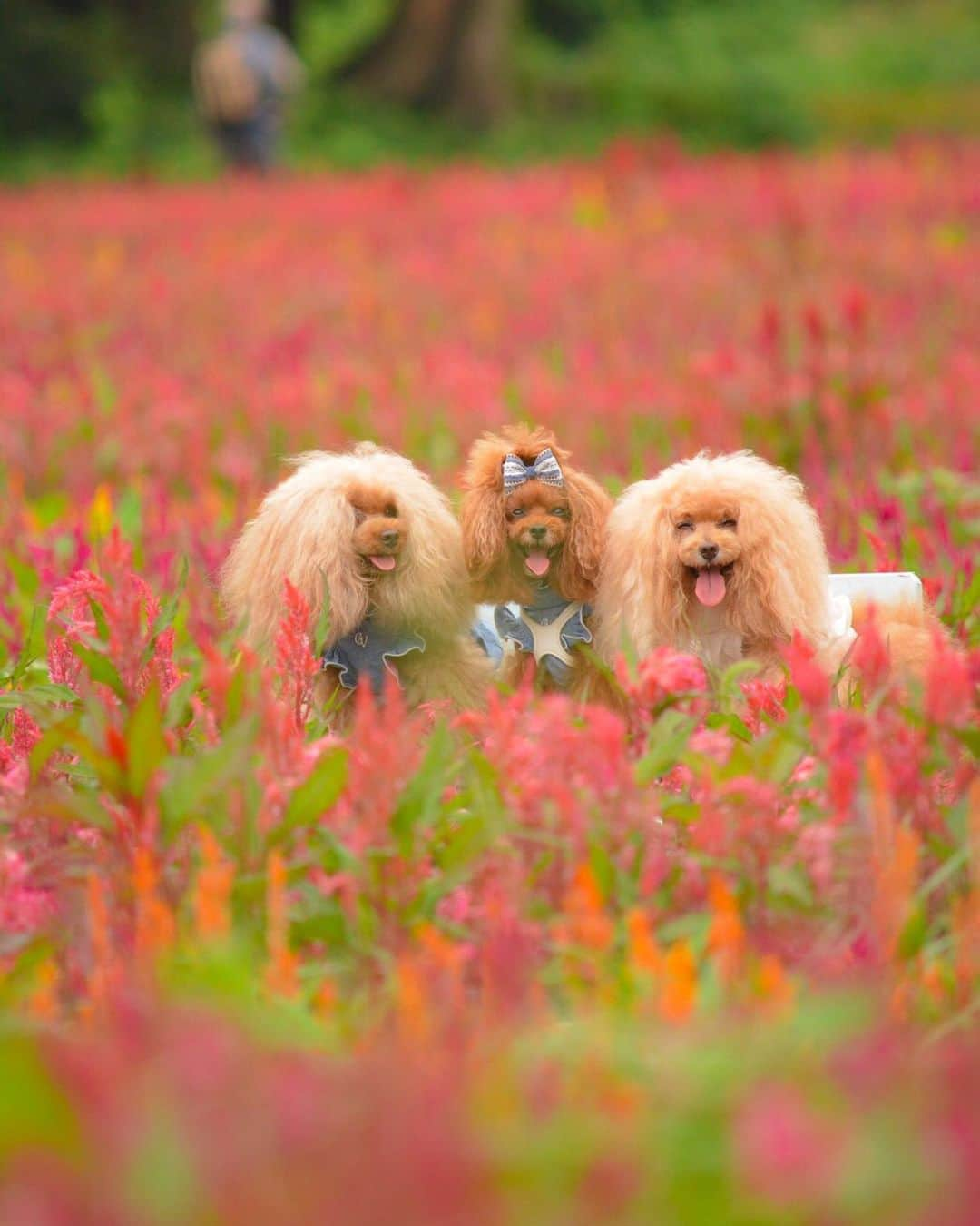 Toypoodle Mikuru?Asakusa Tokyoのインスタグラム