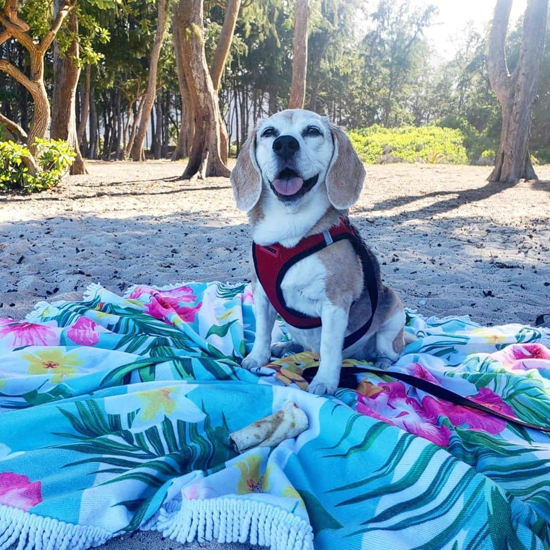 マヤ アリーナのインスタグラム：「I know I’m a crazy, obsessive dog mom but honestly, I can’t help it 🤷🏼‍♀️ From your adorable smile to your cute crooked teeth and giant bug eyes, I LOVE you my #seniorbeagle 😍   ペッパーちゃん、来月で14歳。心の奥から大好きなペッパーちゃん、いつまでも一緒にいたい🥰🐶  #beagle #pepperchan #老犬 #ビーグル　#ペッパーちゃん」
