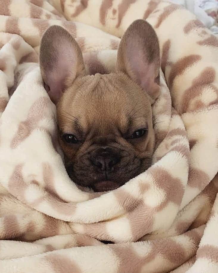 French Bulldogさんのインスタグラム写真 - (French BulldogInstagram)「Cozy 🍁 @iamlola_thefrenchie . . . . . #frenchbulldog #frenchiesofinstagram #frenchie #frenchiepuppy #frenchiefansunited #frenchbulldogsofinstagram #frenchielove #frenchielove #frenchbulldoglovers #frenchie_corner #frenchie_mob #frenchieworld #frenchies1 #frenchbulldogfeature #dogsofcincinnati #bulldogsofinstagram」10月6日 7時16分 - frenchie.world