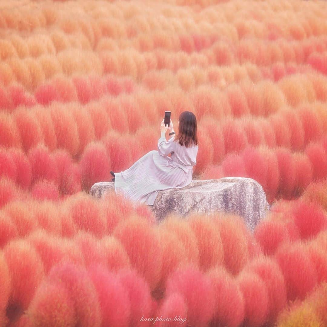 コサさんのインスタグラム写真 - (コサInstagram)「秋のグラデーション 真っ赤なコキアを想像してましたが時期が早かったようです。 でもこのグラデーションのコキアがとても綺麗で感動しました😍 . Location:奈良 Nara / Japan🇯🇵 Date:2020年9月 . #コキア #わたしは奈良派 #馬見丘陵公園 #TandDフォトコンテスト2020 #discover #今こそ写真でつながろう #はなまっぷ #LBJ_Legend #Rox_Captures #Japan_Daytime_View #art_of_japan_ #tokyocameraclub #dpj_member #team_jp_ #IG_PHOS #photo_jpn #ptk_japan #pt_life_ #bestjapanpics #YourShotPhotographer #light_nikon #sorakataphoto #広がり同盟メンバー #nipponpic_member #special_spot_legend #s_shot #japan_of_insta #kf_gallery_vip #1x_japan #IGersJP」10月6日 7時41分 - kosa_photo