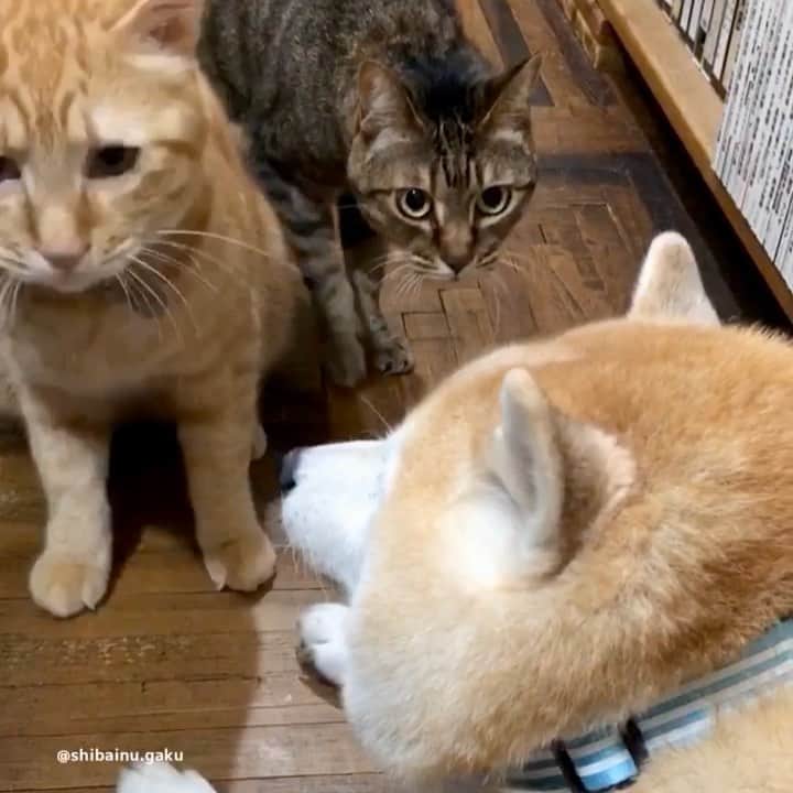 のインスタグラム：「朝ん歩が終わり帰宅すると、甘えん坊の寅次朗が玄関で岳を待ち構えてました➰😼 *  寅次朗は今朝も舐め回しを催促😽👅 *  最近あんまりルーティンの匂いチェックをしなくなったと思ったら、寅次朗の代わりにリンリンがしっかりチェック🐈😆 *  朝から貴重なスリーショットが見られてラッキー🤞 🐾----*----*----*----🐾 After the walk, Rinrin is doing a good job instead of Torajiro, who doesn't check the smell much🐈😆 It was a precious three shot from the morning🐕🐈🐈 🐾----*----*----*----🐾 #柴犬 #岳 #柴犬岳 #柴犬ガク#gaku #shibainugaku #shiba #shibainu #shibastagram #いぬすたぐらむ #dogsofinstagram #リンリン #キジトラ #browntabby #ジャパニーズボブテイル #寅次朗 #茶トラ #まるどら #gingercat  #にゃんすたぐらむ #catoftheday #ふわもこ部 #ワンフルエンサー #ニャンフルエンサー  #Hermoso #weeklyfluff #🐕📷 #スリーショット #20201006」