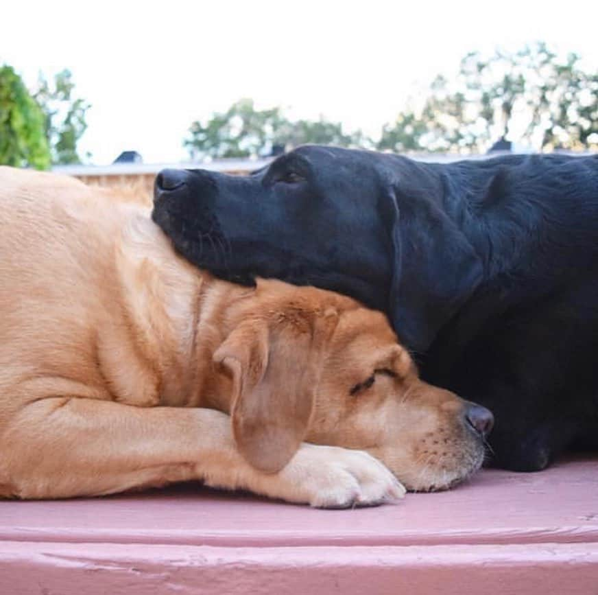 Jake And Gingerさんのインスタグラム写真 - (Jake And GingerInstagram)「Chilling with my love 🥰 #love #labrador #labrador_pictures #labrador_lovers #cuticulasperfectas #labradorretriever #labradorsofinstagram #petsofinstagram #petstagram #pets #dogsofinstagram #dogs #dogslife #doglife #doglovers #doglove #marriedlife」10月6日 7時57分 - jake_n_ginger