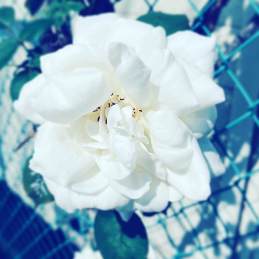 中野敬久さんのインスタグラム写真 - (中野敬久Instagram)「#flower #flowersoflife #white #hope #pure」10月6日 8時00分 - hirohisanakano