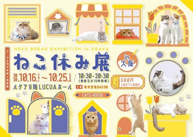 プンクマさんのインスタグラム写真 - (プンクマInstagram)「今月16日からルクア大阪でねこ休み展が始まるよ。 開催期間が25日までと短いけど1年ぶりの大阪開催です。 ボリュームアップした青彩のフォトブックを販売予定です。^_^ 感染症対策忘れずに楽しんでね。 #ねこ休み展 #青彩 #ねこ #猫 #猫写真展 #cat #neko #catstagram #catsofinstagram」10月6日 8時05分 - pnkm913