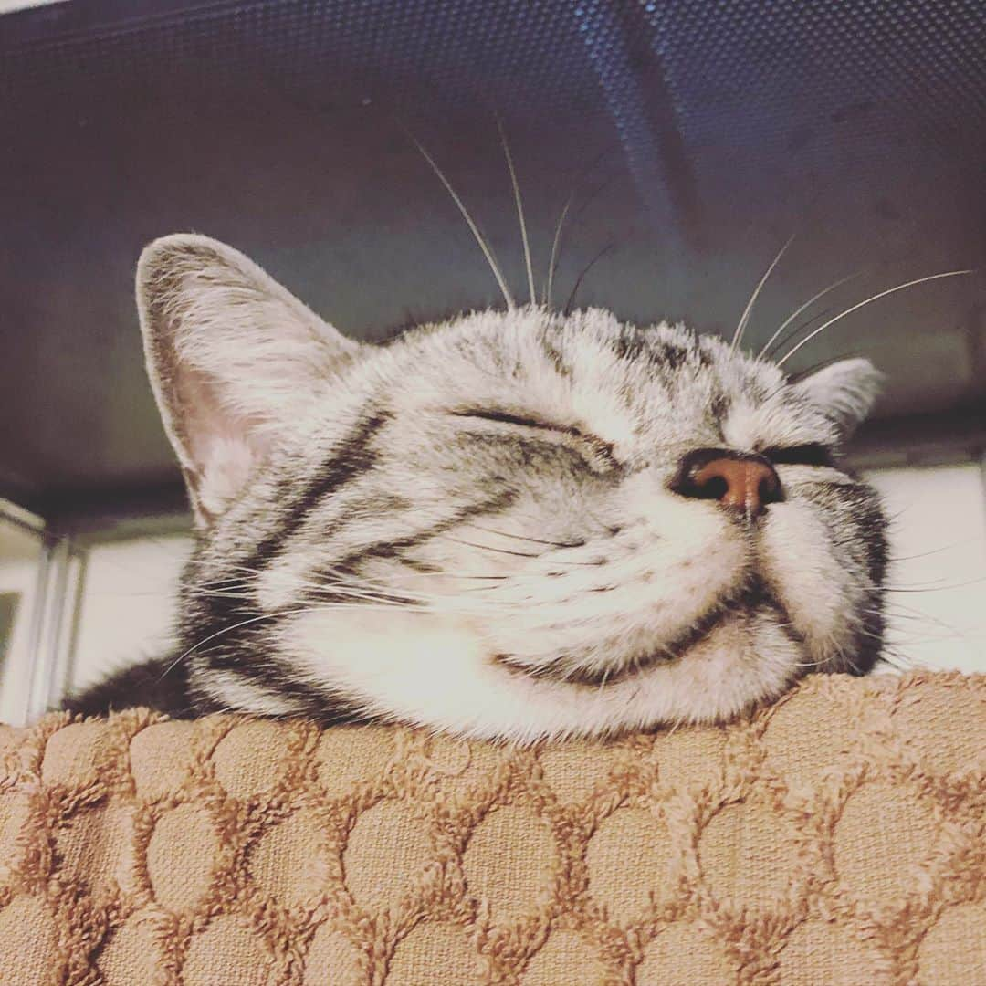 chai0219さんのインスタグラム写真 - (chai0219Instagram)「おはにゃ😸 ごはんもお水もお薬もすんだので、ぼくはもう寝る💤  #あごのせ #あごのせ猫  #americanshorthair #kitty #kitten #cat #cats #catstagram #neco #アメショ #アメショー #アメリカンショートヘア #ねこ #猫 #ネコ #にゃんこ #ニャンコ #ねこ部 #猫もふ #ねこのきもち #ねこのいる生活 #ねこのいる暮らし #慢性腎不全猫 #慢性腎不全闘病中」10月6日 8時11分 - chai0219