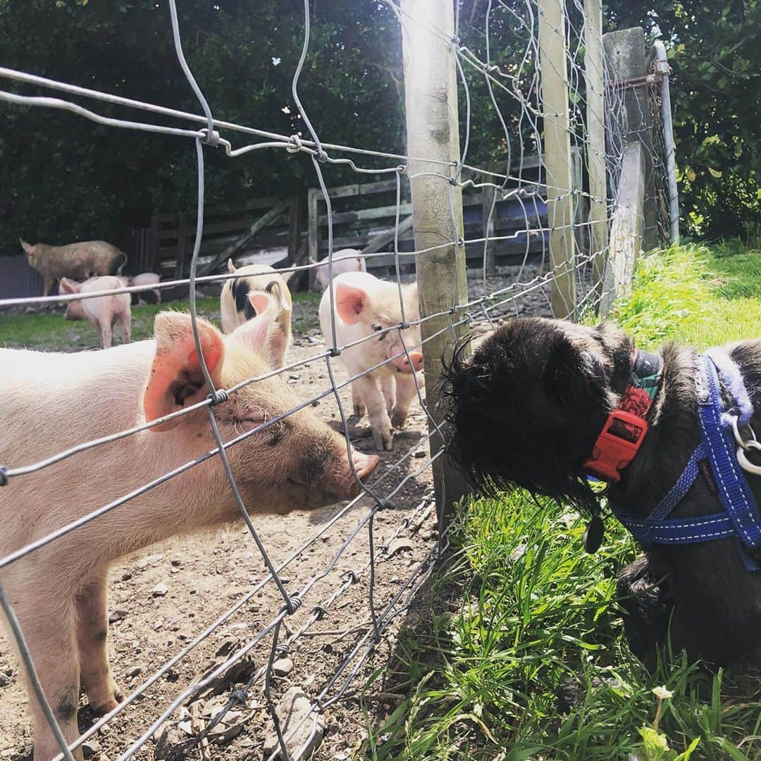 Digby & Aloさんのインスタグラム写真 - (Digby & AloInstagram)「We went to visit our cutest neighbours 🥰🐷」10月6日 8時13分 - digbyvanwinkle