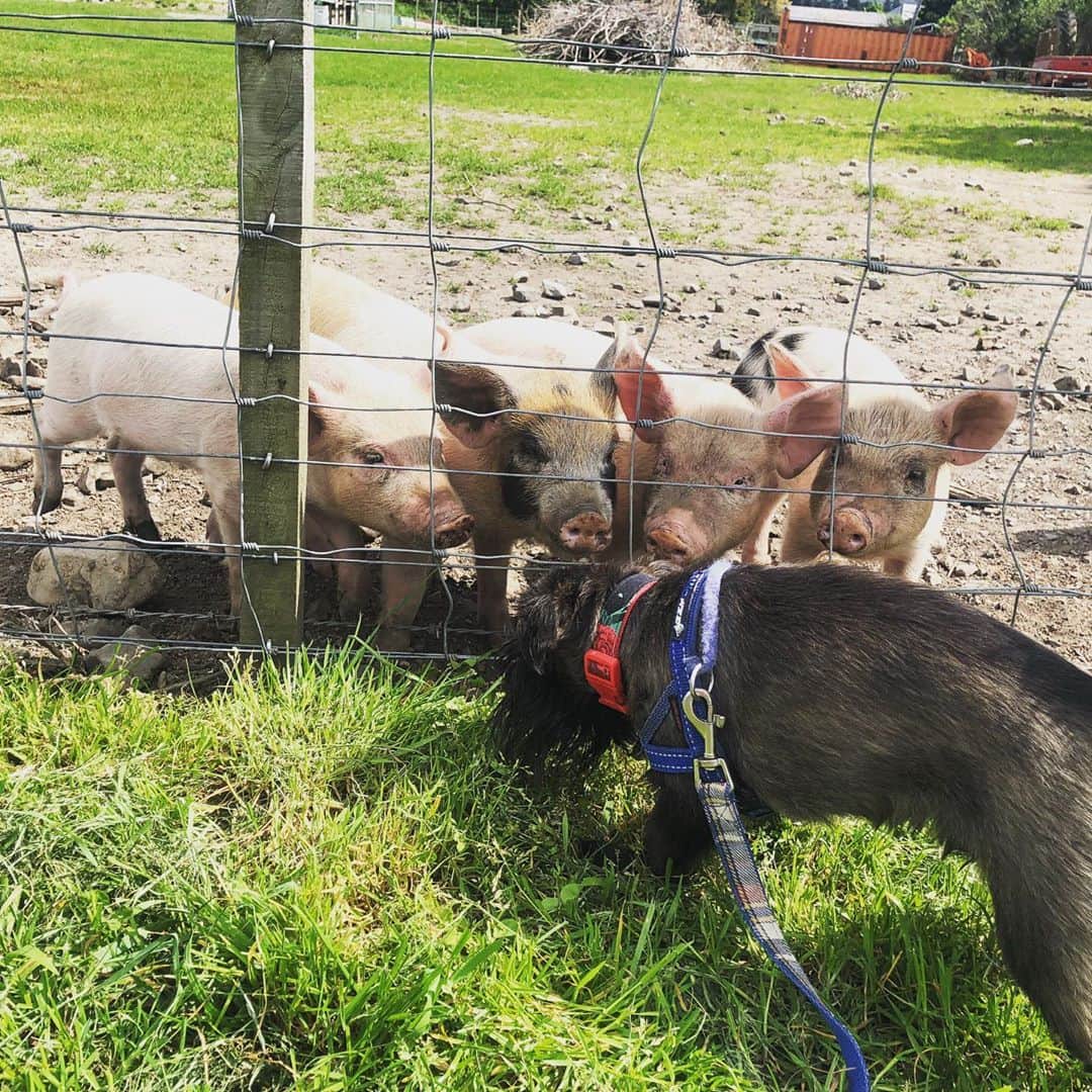 Digby & Aloさんのインスタグラム写真 - (Digby & AloInstagram)「We went to visit our cutest neighbours 🥰🐷」10月6日 8時13分 - digbyvanwinkle