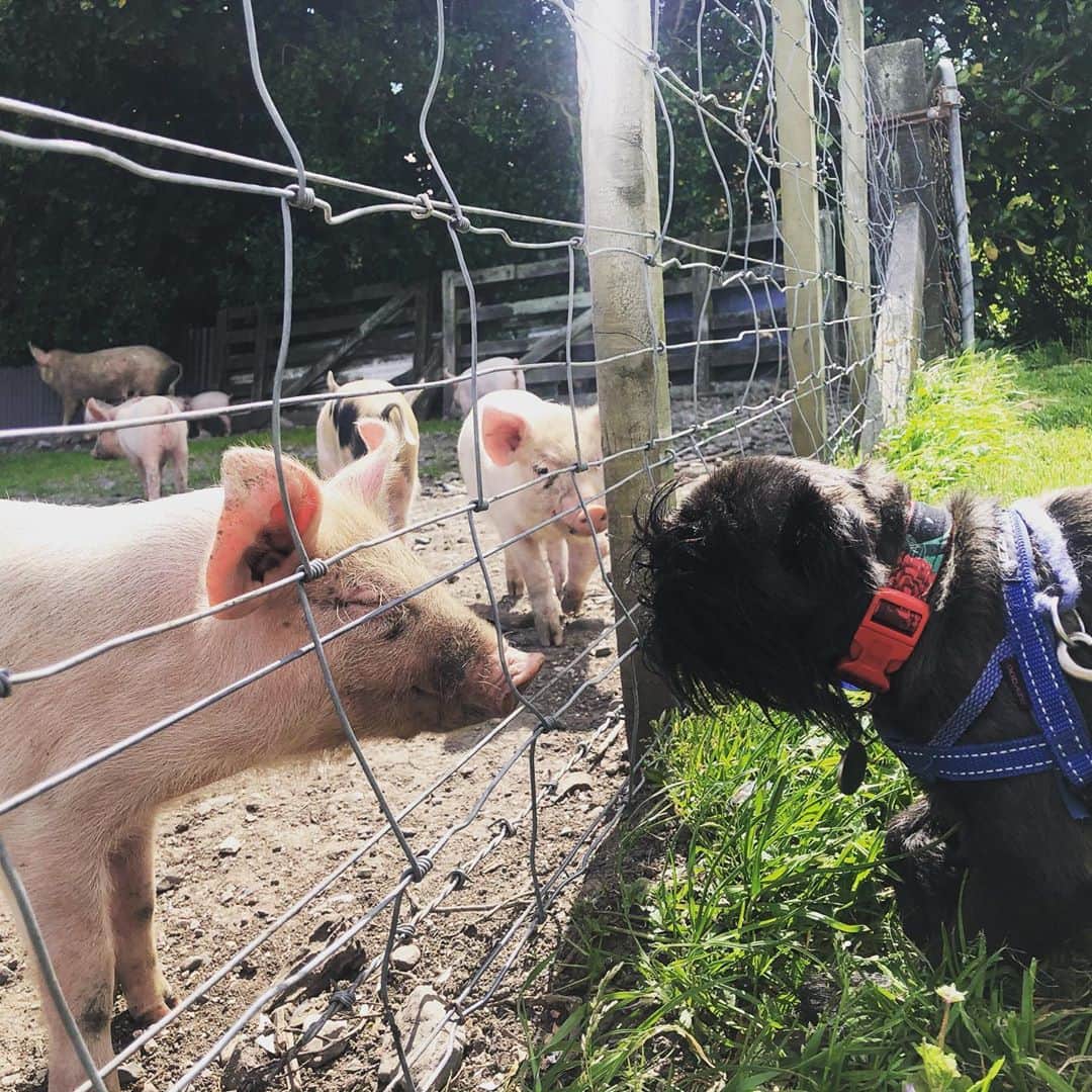 Digby & Aloのインスタグラム：「We went to visit our cutest neighbours 🥰🐷」