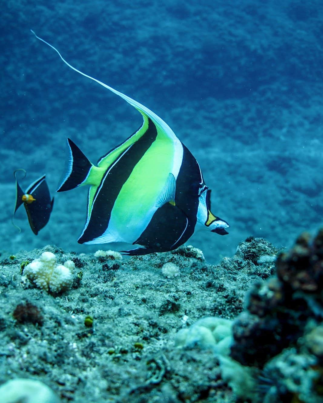 And Youさんのインスタグラム写真 - (And YouInstagram)「Fish are friends   . . . . .  #sealife #staysalty #underwaterphotography #water_of_our_world #padi #madeofocean #adventureculture #saveouroceans #offshore #bg_underwater #freedive  #hawaiian #hawaiiunchained #hawaiilife #nakedhawaii」10月6日 8時46分 - dolphinsandyou