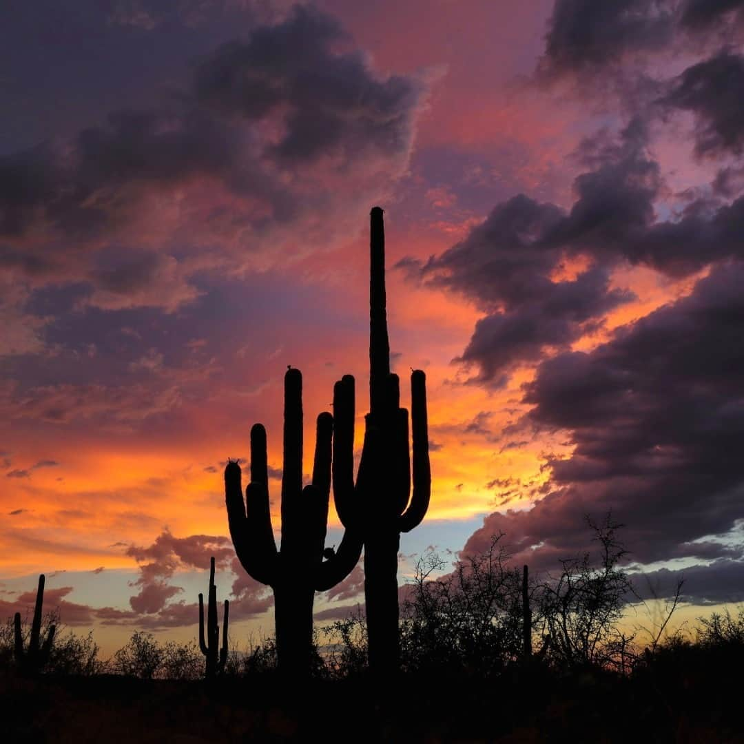 アメリカ内務省さんのインスタグラム写真 - (アメリカ内務省Instagram)「A desert #sunset is one of the best shows in nature. At Saguaro National Park in #Arizona, the namesake #cacti grow very slowly, using a large root system to soak up all available water and nutrients. Rarely branching before the age of 50, an adult #saguaro may weigh six tons and be over 50 feet tall. The average lifespan of a saguaro is usually 150 - 175 years, but #biologists believe that some plants may live over 200 years. That means they’re patiently waiting for your visit. Photo by Mario Martinez (www.sharetheexperience.org). #usinterior #FindYourPark #RecreateResponsibly #nationalparks #saguaronationalpark」10月6日 9時05分 - usinterior