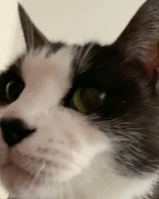 nocoaのインスタグラム：「． 癒しの目覚まし時計⏰ ． #nocoa動画#catvideo#猫動画」