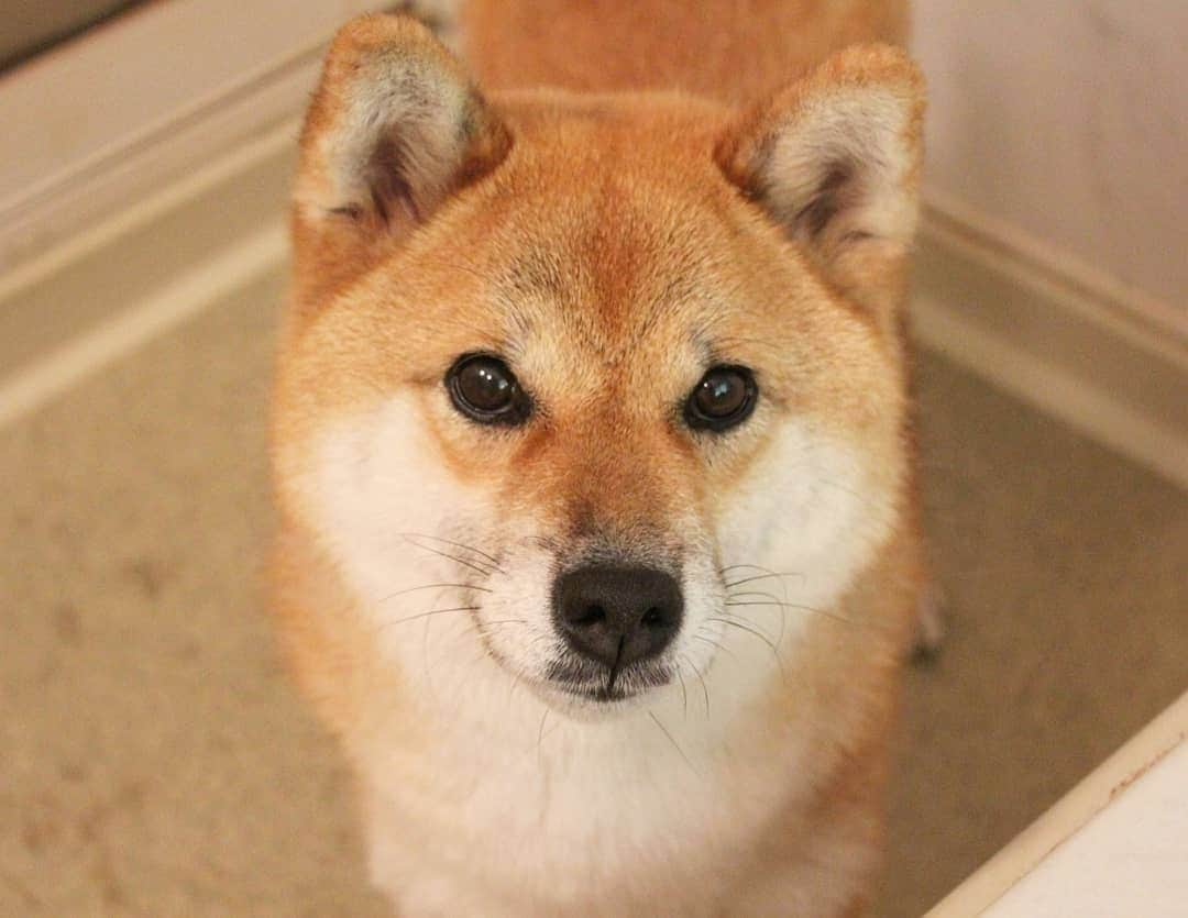 柴犬たま Shibainu Tamaのインスタグラム