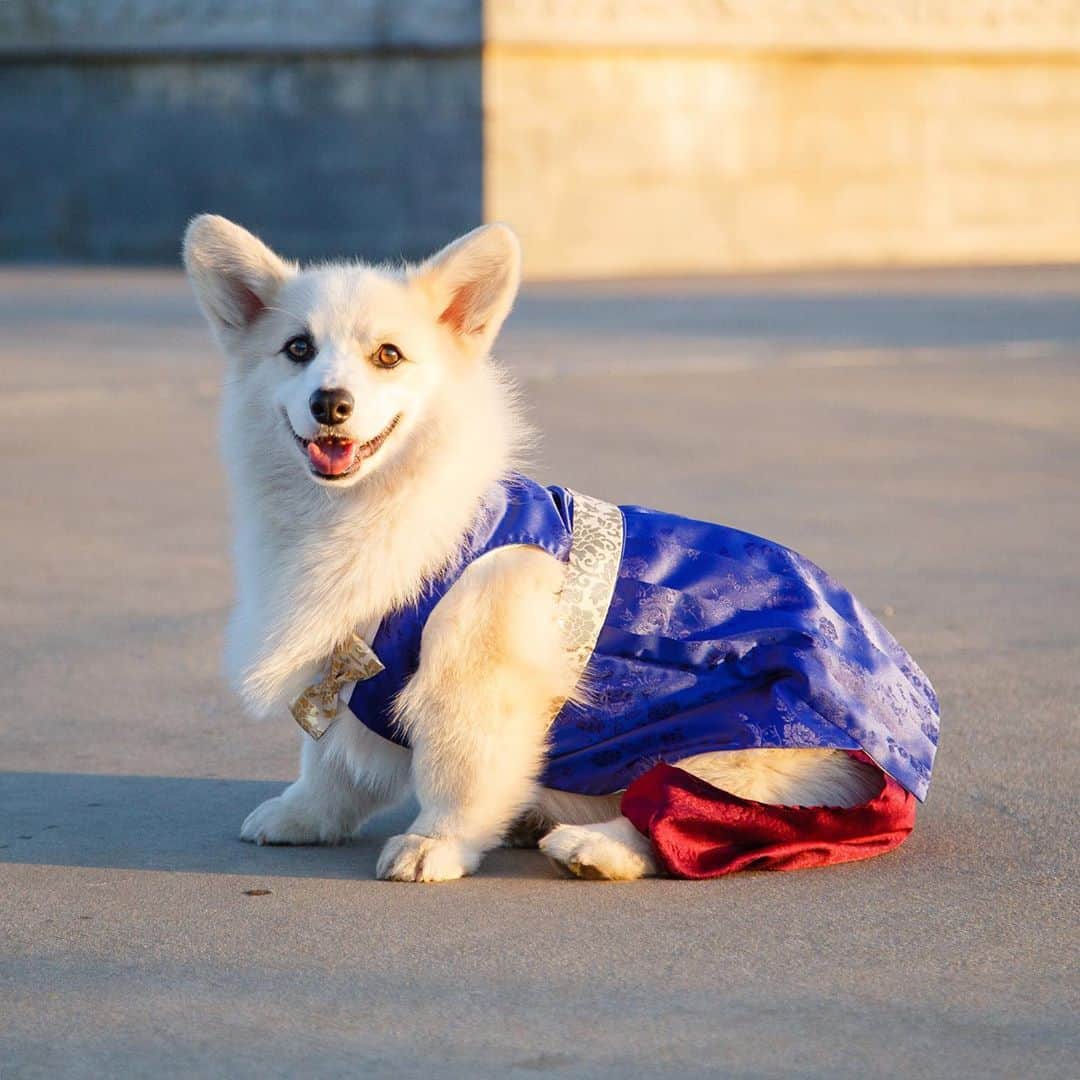 Winston the White Corgiさんのインスタグラム写真 - (Winston the White CorgiInstagram)「Happy #추석 (Korean Thanksgiving)!」10月2日 12時25分 - winstonthewhitecorgi