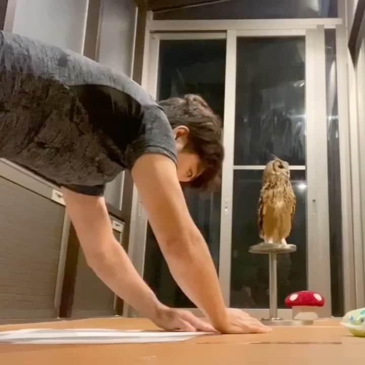 GEN3 Owlのインスタグラム：「フクロウにトイレのしつけをするのは難しい💩 It's difficult to tell an owl where to poop... #owl #owlgaru」