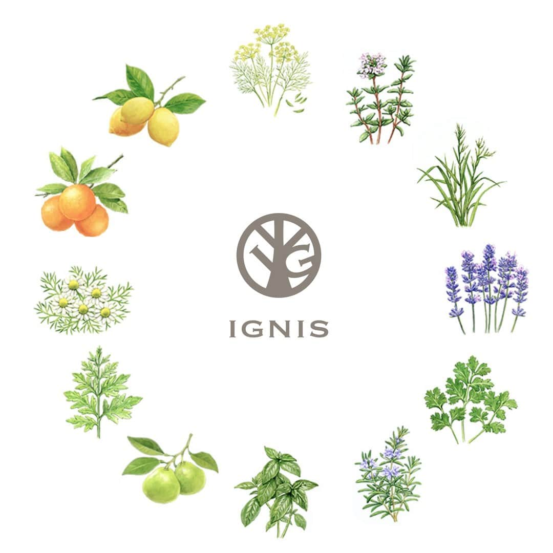 IGNIS イグニスさんのインスタグラム写真 - (IGNIS イグニスInstagram)「🌿イグニスの香り 🌿  イグニスのスキンケアは緑の清々しい香りや、花々、果実のやさしい香りなど、12種類のハーブを絶妙にブレンドしたオリジナルの香りです  お手入れを心地よく、楽しんで、そして、リラックスしながら行えるように。  イグニスは香りにもこだわっています。  深呼吸しながら、心ゆくまで満たされて。  アイテムの詳細は、プロフィール画面のURLよりご確認ください。⠀ @ignis_official⠀ ーーーーーーーーーーーーーーーーーーーーー ﻿コメント/DMに関しての返信を控えさせていただいております。 ﻿ ーーーーーーーーーーーーーーーーーーーーー﻿   #イグニス #IGNIS #生きた美しさを #ウイキョウ #白神産ウイキョウ #スキンケア #美肌 #美活 #コスメマニア #アロマ #いい香り #香りのある暮らし #植物の力 #ハーブの香り #花のある暮らし #メディカルハーブ #コスメ紹介 #コスメ大好き #お気に入りコスメ #新作コスメ #デイリーケア #おうち時間 #保湿 #香りで癒される #リラックス」10月2日 12時40分 - ignis_official