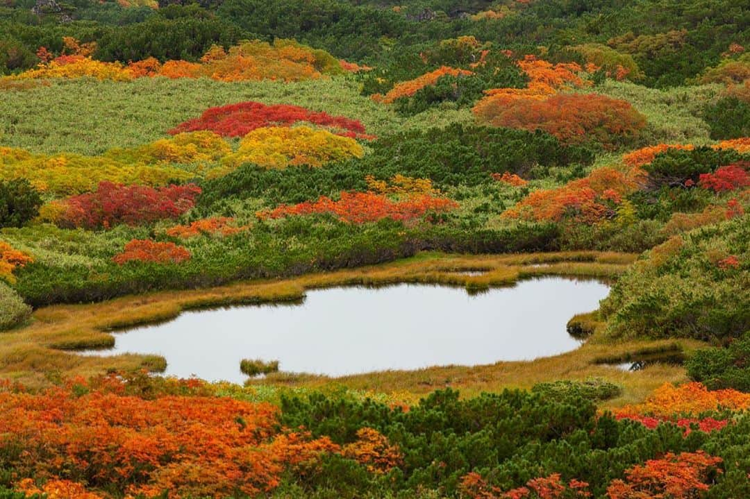 National Geographic Travelさんのインスタグラム写真 - (National Geographic TravelInstagram)「Photos by Michael Yamashita @yamashitaphoto / The first place in Japan to see fall colors and snow each autumn, Daisetsuzan (meaning "great snowy mountains"), is located in the center of the northernmost island of Hokkaido. At 2,267 square kilometers (875 square miles), it is the largest national park in Japan, preserving an area of virtually unspoiled wilderness. #Hokkaido #Daisetsuzan #Japan #fallfoliage #autumn」10月2日 5時06分 - natgeotravel