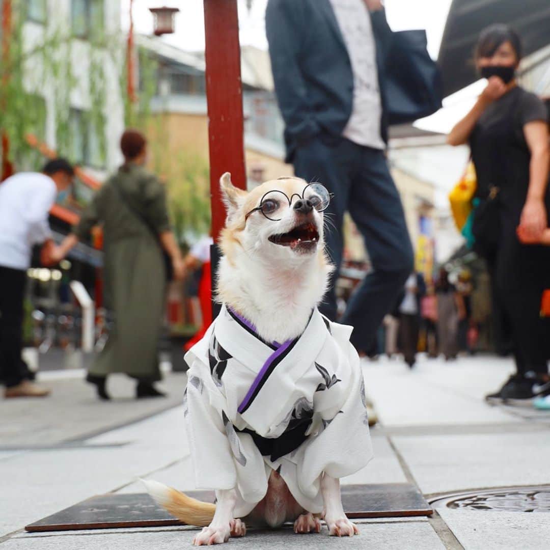 紋次郎さんのインスタグラム写真 - (紋次郎Instagram)「Good morning  ゴーツートラベルで東京も人が戻ってくるかな… それより、石原さとみさん結婚しましたね！ 結婚式なに着てこうかなぁ…  #dog#dogstagram#instadog#chihuahua#barkbox#mydogiscutest#buzzfeed#dog_features#fluffypack#barkpack#dogsofinstaworld#dogsofinstagram#犬#チワワ#手作り#handmade#着物#fashion#紋次郎一家#チーム茶#ふわもこ部#igersjp#peco犬部#dogsofinstagram#dogfashion」10月2日 6時28分 - montjiro