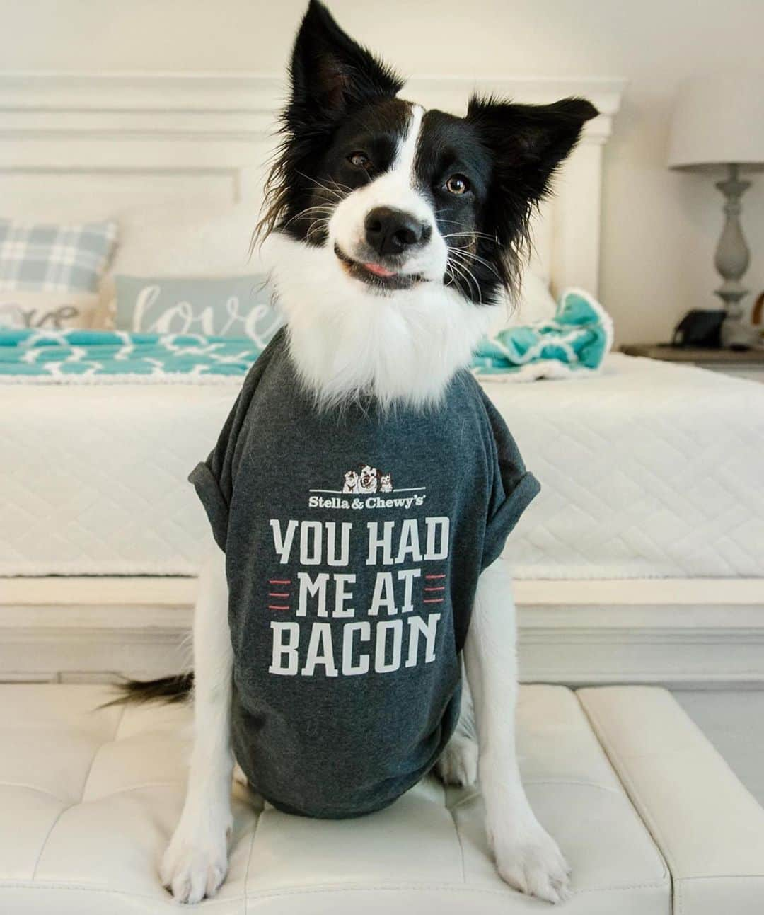 Jazzy Cooper Fostersさんのインスタグラム写真 - (Jazzy Cooper FostersInstagram)「🥓 Win this shirt for your friend (or yourself)! Tag someone who might love this shirt. (US only) The contest is #sponsored by @StellaandChewys  Winner will be announced on my story next week.」10月2日 7時23分 - bordernerd