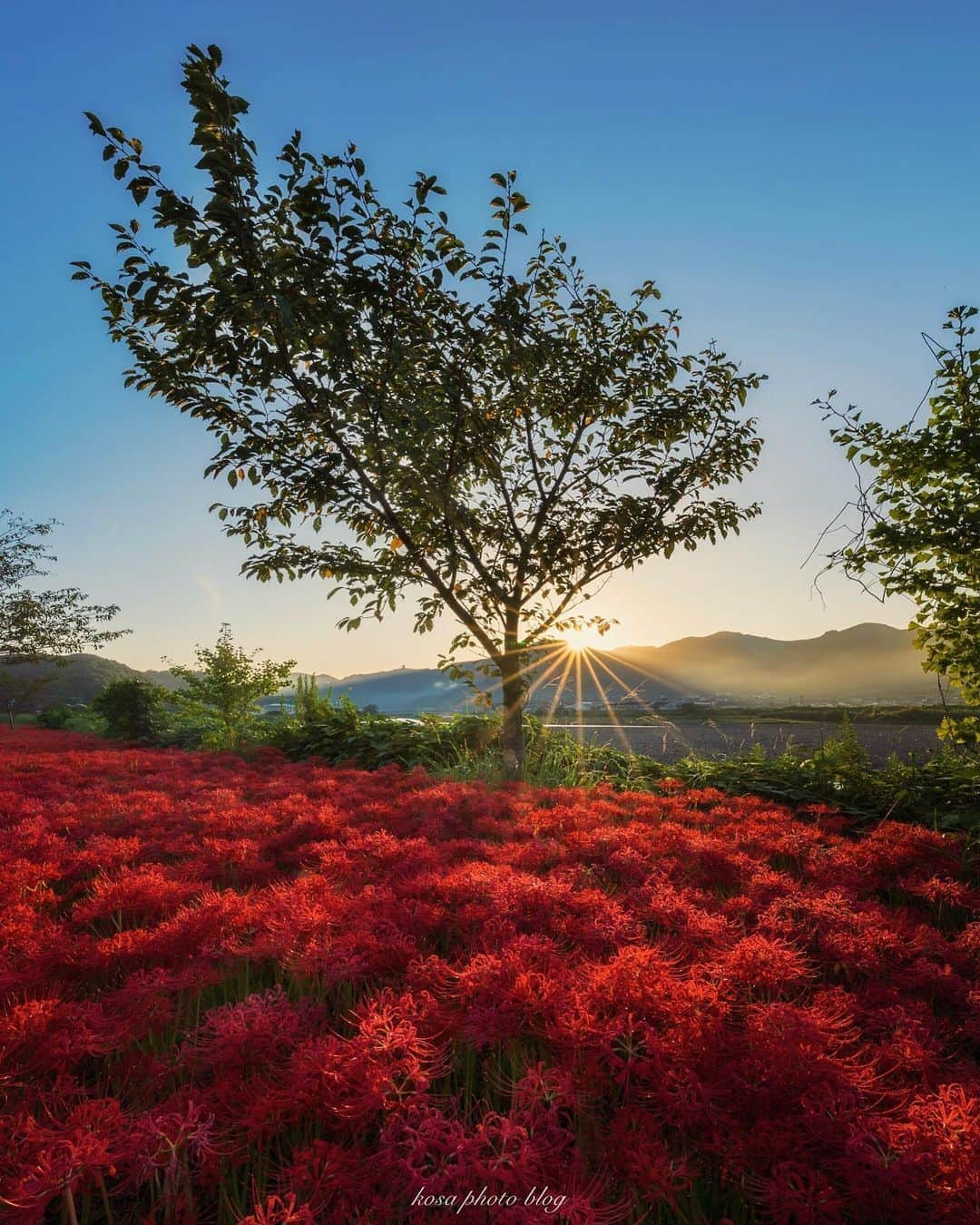 コサさんのインスタグラム写真 - (コサInstagram)「今年も和歌山の彼岸花ポイントへ やはり朝日が出てくる瞬間は最高〜😍 この日はカメラマンの方も多く来られてました📸 偶然ですが @kaji_photochromism さんにもお会いできました👍 現地でお会いした皆様、お疲れ様でした🙏 . Location:和歌山 Wakayama / Japan🇯🇵 Date:2020年9月 . #彼岸花 #insta_wakayama #グッドトリップ和歌山 #visitwakayama #かつらぎーの #nankiphoto #上富田町 #TandDフォトコンテスト2020 #discover #今こそ写真でつながろう #はなまっぷ #art_of_japan_ #tokyocameraclub #dpj_member #team_jp_ #IG_PHOS #photo_jpn #ptk_japan #pt_life_ #bestjapanpics #YourShotPhotographer #Impressive_gallery #light_nikon #sorakataphoto #LBJ_Legend #広がり同盟メンバー #special_spot_legend #s_shot #japan_of_insta #bestphoto_japan」10月2日 7時55分 - kosa_photo