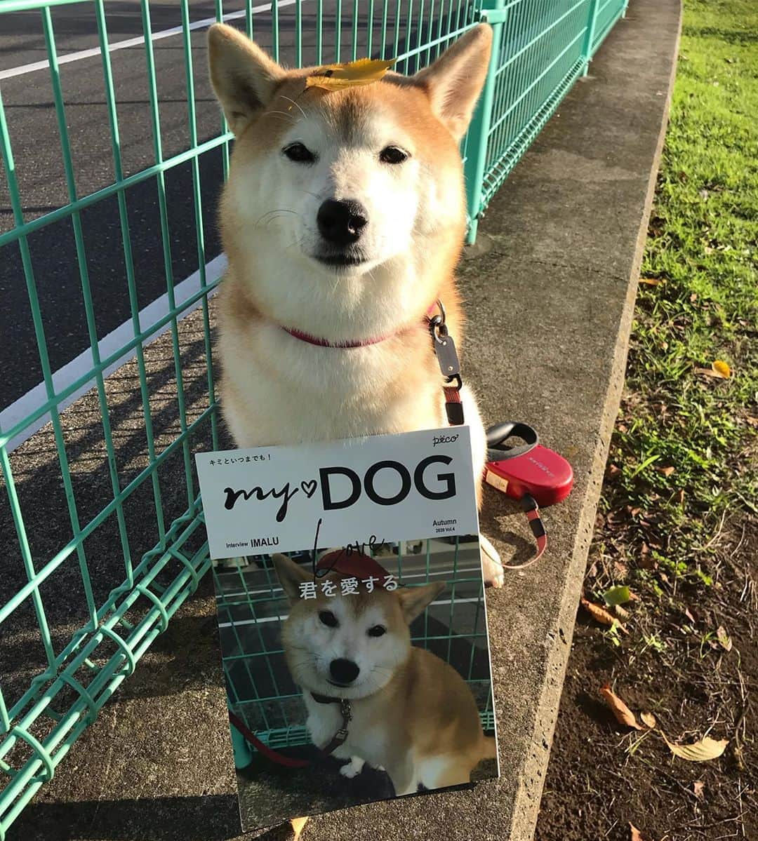 柴犬のモモのインスタグラム