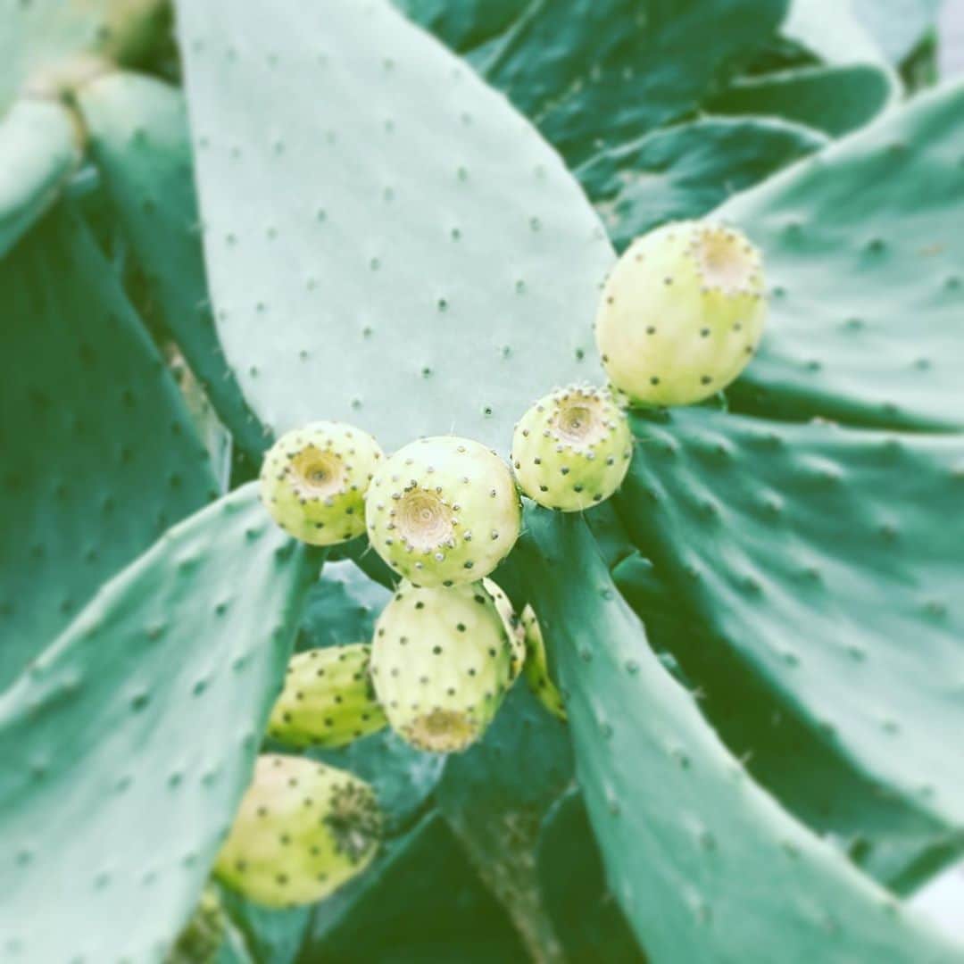 中野敬久さんのインスタグラム写真 - (中野敬久Instagram)「#cactus #seeds #green #dots #hope #neighborhood」10月2日 8時06分 - hirohisanakano