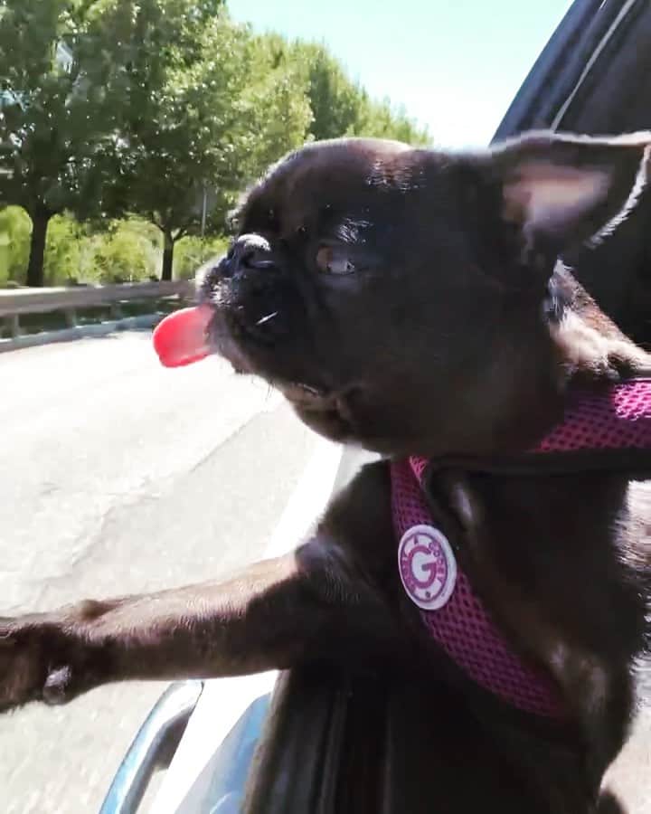 ロッコのインスタグラム：「She is living her very best life and she KNOWS. SHE KNOWS.  #Ella #pug #puglife #pugstagram #pugsofinstagram #dogsofinstagram #weeklyfluff #austindogs #dogsofbark #thetomcoteshow #teampixel #atx #cute #buzzfeedanimals #speakpug #vibes #livingthedream #thegoodlife」