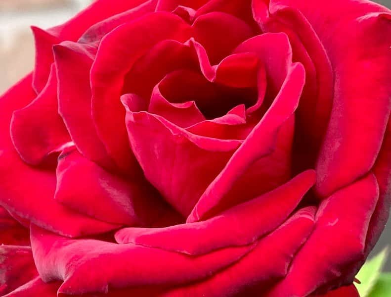 岡部晴彦のインスタグラム：「#バラ日記 #roses 155→156日目　早朝  ①②イングリッドバーグマン 155 ③イングリッドバーグマン 156 ④ブルーピリオド155 ⑤⑥ブルーピリオド156 ⑦アルティシモ155 ⑧アルティシモ156 ⑨パローレ ⑩フランソワーズゴジャール   #roses🌹 #rosestagram #rose  おはようございます」