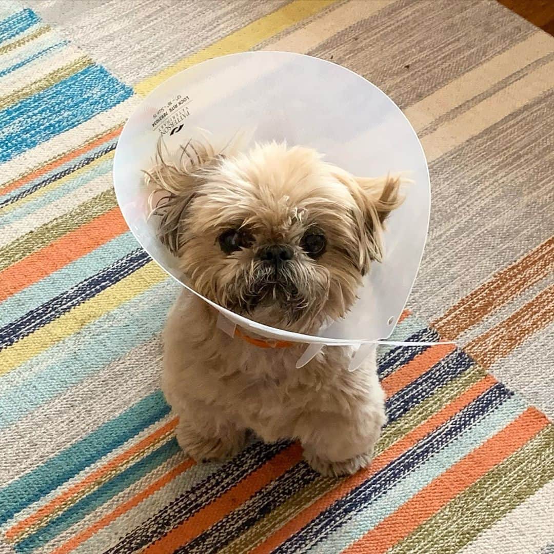 Dougie the Shih Tzuさんのインスタグラム写真 - (Dougie the Shih TzuInstagram)「The last thing Dougie wants right now is my phone in his face so there will be less posts while he recovers. He is doing great though and had a very good day!」10月2日 8時39分 - dailydougie