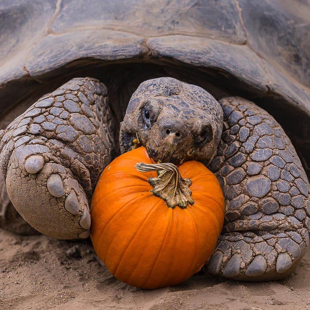 San Diego Zooさんのインスタグラム写真 - (San Diego ZooInstagram)「September 30th vs October 1st #FallVibes #PumpkinSpicedEverything #FallingForTheSeason #SanDiegoZoo」10月2日 9時05分 - sandiegozoo