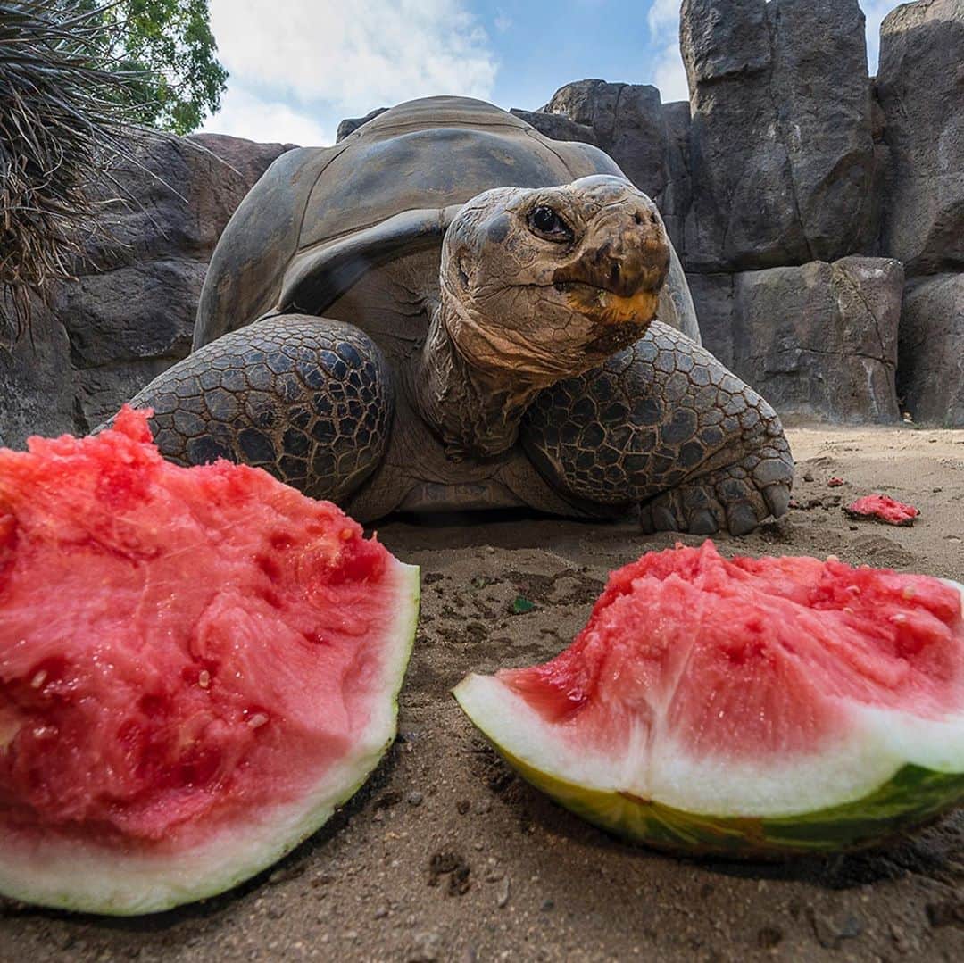 San Diego Zooのインスタグラム