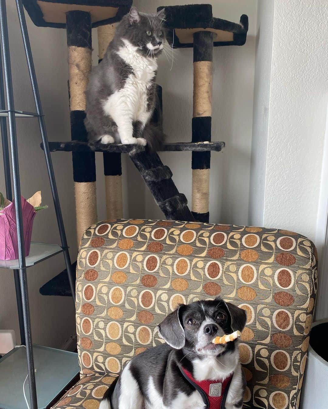 ハミルトンザ・ヒップスターキャットさんのインスタグラム写真 - (ハミルトンザ・ヒップスターキャットInstagram)「A few of you mentioned wanting to see the dog that is trying to take over Hammy’s house. Well here is @eddo_the_doggo. Don’t worry though - Ham has no problem giving Edwin a good whack when it’s deserved. Sadly, they don’t cuddle - that would be the cutest thing in the world. #mustachecat」10月2日 9時05分 - hamilton_the_hipster_cat