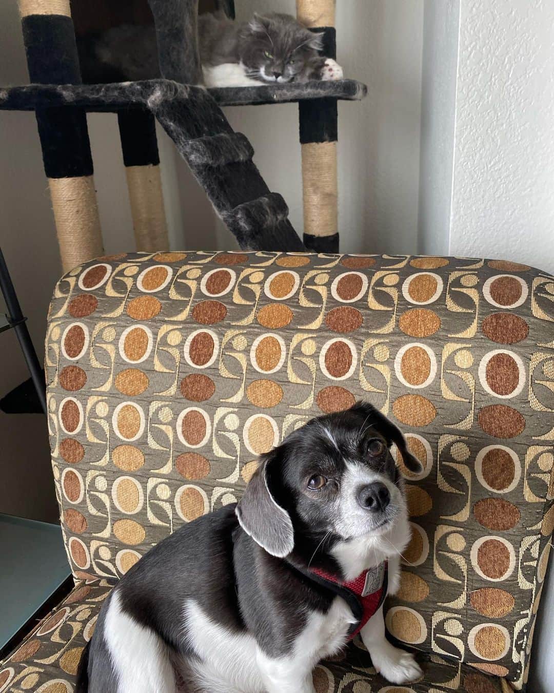 ハミルトンザ・ヒップスターキャットさんのインスタグラム写真 - (ハミルトンザ・ヒップスターキャットInstagram)「A few of you mentioned wanting to see the dog that is trying to take over Hammy’s house. Well here is @eddo_the_doggo. Don’t worry though - Ham has no problem giving Edwin a good whack when it’s deserved. Sadly, they don’t cuddle - that would be the cutest thing in the world. #mustachecat」10月2日 9時05分 - hamilton_the_hipster_cat