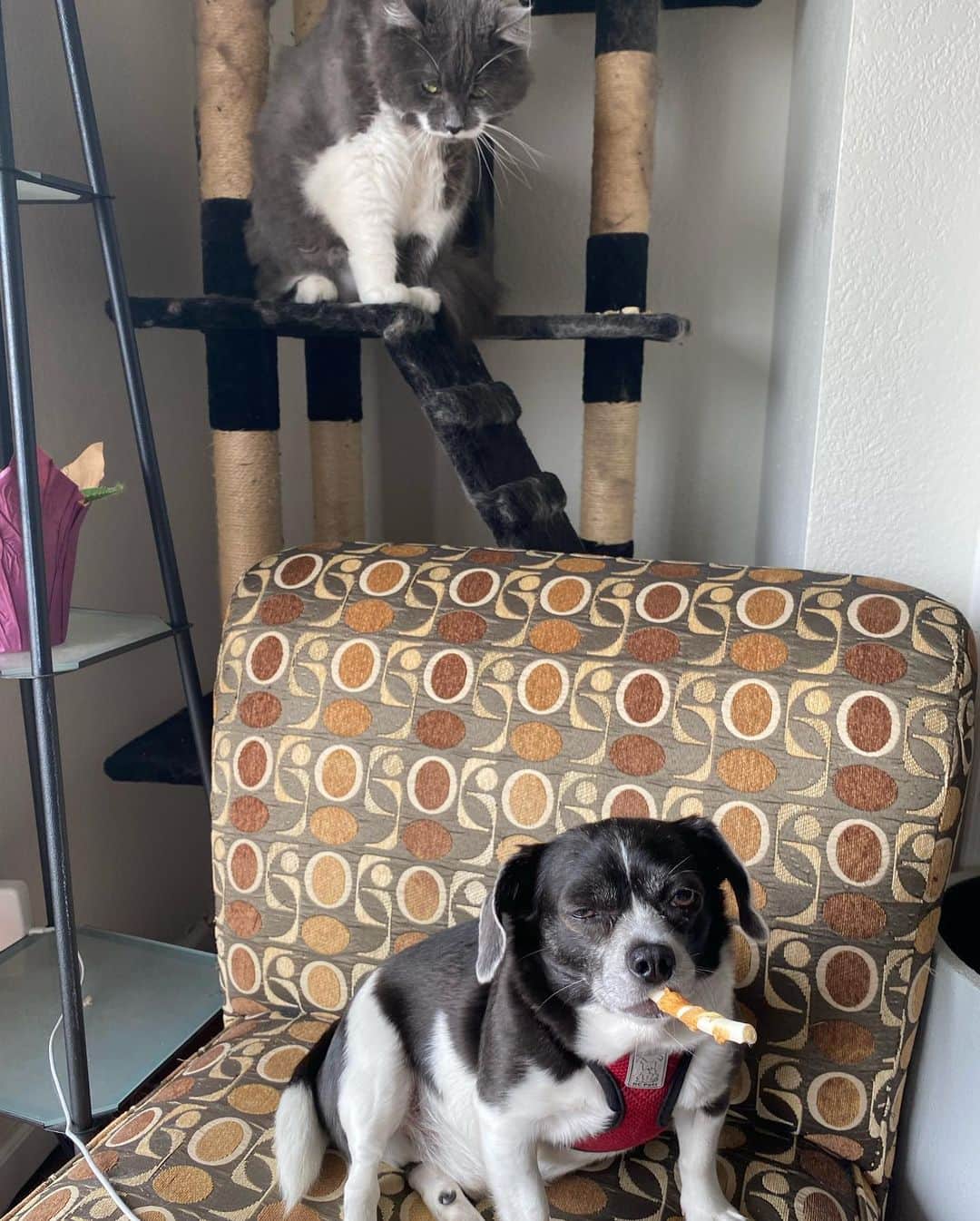 ハミルトンザ・ヒップスターキャットさんのインスタグラム写真 - (ハミルトンザ・ヒップスターキャットInstagram)「A few of you mentioned wanting to see the dog that is trying to take over Hammy’s house. Well here is @eddo_the_doggo. Don’t worry though - Ham has no problem giving Edwin a good whack when it’s deserved. Sadly, they don’t cuddle - that would be the cutest thing in the world. #mustachecat」10月2日 9時05分 - hamilton_the_hipster_cat