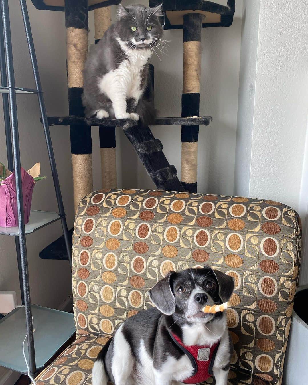 のインスタグラム：「A few of you mentioned wanting to see the dog that is trying to take over Hammy’s house. Well here is @eddo_the_doggo. Don’t worry though - Ham has no problem giving Edwin a good whack when it’s deserved. Sadly, they don’t cuddle - that would be the cutest thing in the world. #mustachecat」