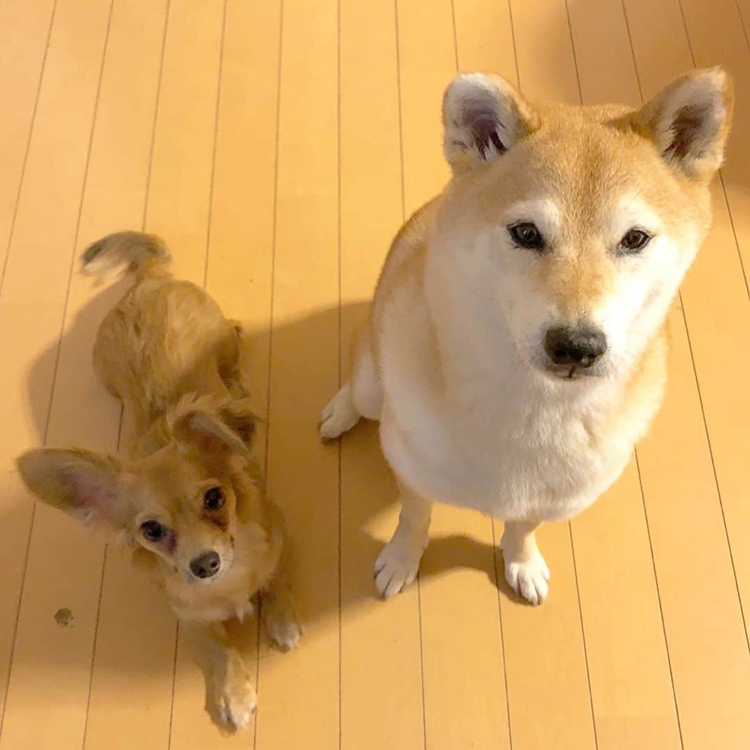 マロたんのインスタグラム：「おやつください1号2号 #多頭飼い 始めてません🙄しいて言うならマロたんの従姉妹かな🤔 #shibainu #shiba #weeklyfluff #チワックス」
