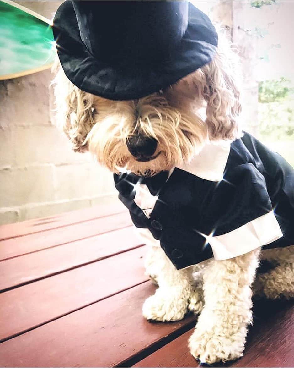 シャーニ・ヴィンソンのインスタグラム：「Doggy style 🐕🎩 @jaggerpoo」
