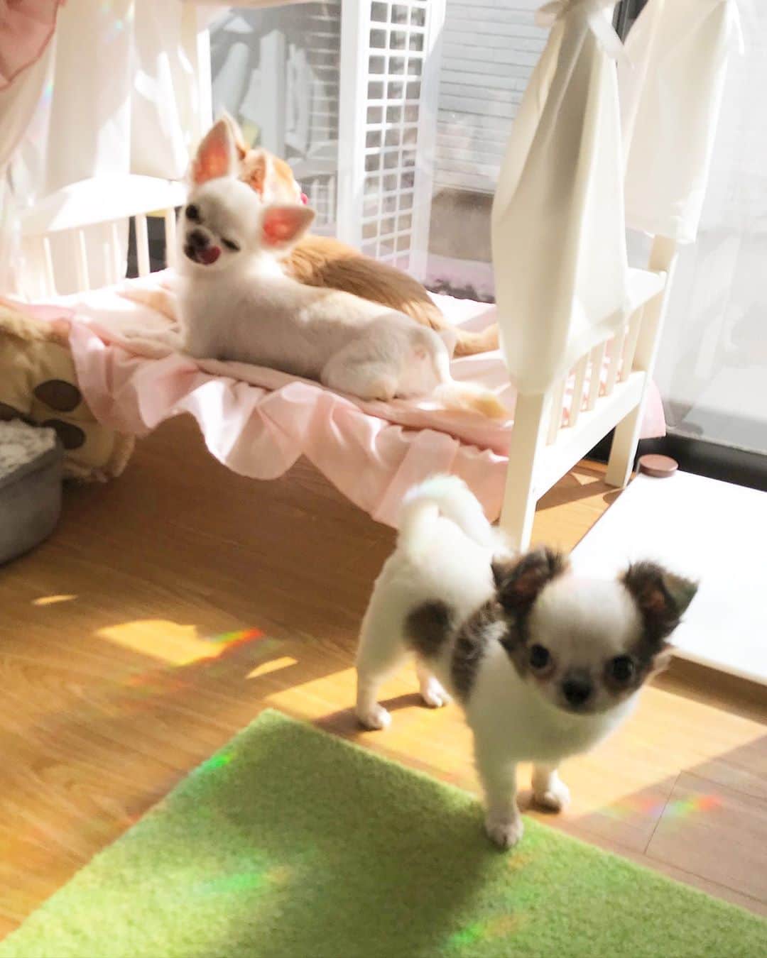 ∞maki∞??????さんのインスタグラム写真 - (∞maki∞??????Instagram)「2020.10.2 フワ♡サラ♡ツム♡ ・ ・ ・ ・ おはようございます☀ ・ 周りをウロウロ👀 仲間に入りたいツムだよ〜😄💞✨ ・ ・ ・ 皆さま今日も素敵な1日を〜✨ ・ ・ ・ ・ #日向ぼっこ☀️#dog#Chihuahua#Chihuahualove#Chihuahualife#instaChihuahua#IGersJP#all_dog_japan#happy#cute#love#犬#愛犬#イヌスタグラム#ちわすたぐらむ#チワワ#ロングコートチワワ#多頭飼い#可愛い#癒し#幸せ#おはよう#Goodmorning#ﾌﾜｻﾗﾂﾑ」10月2日 9時39分 - maki_dfpso