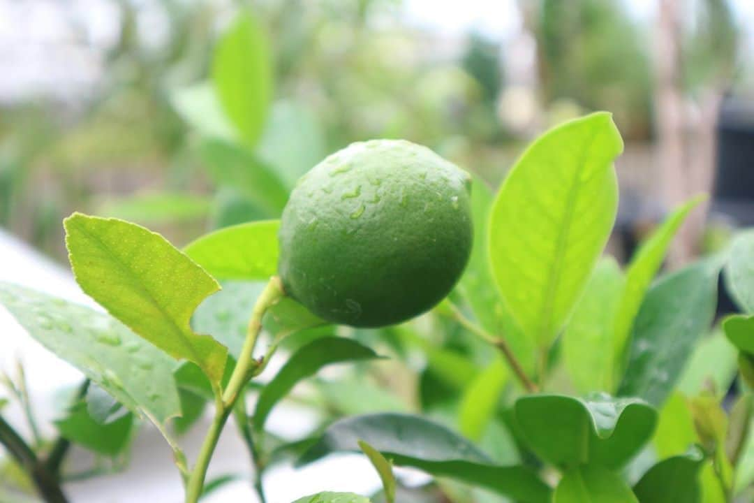 LOVEGREEN -植物と暮らしを豊かに。のインスタグラム