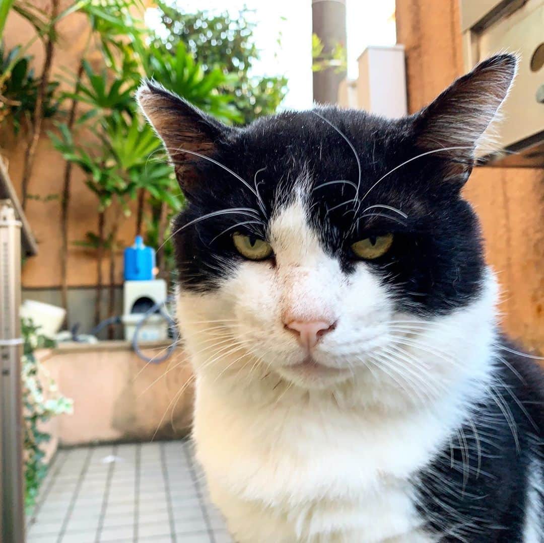 Kachimo Yoshimatsuさんのインスタグラム写真 - (Kachimo YoshimatsuInstagram)「おはようイカスミ！ Good Morning Ikasumi! 月曜日に来て以来だ。 どこに行ってた？  Since he came on Monday.  Where did you go？  #うちの猫ら #ikasumi #猫 #ねこ #cat #ネコ #catstagram #ネコ部 http://kachimo.exblog.jp」10月2日 9時59分 - kachimo