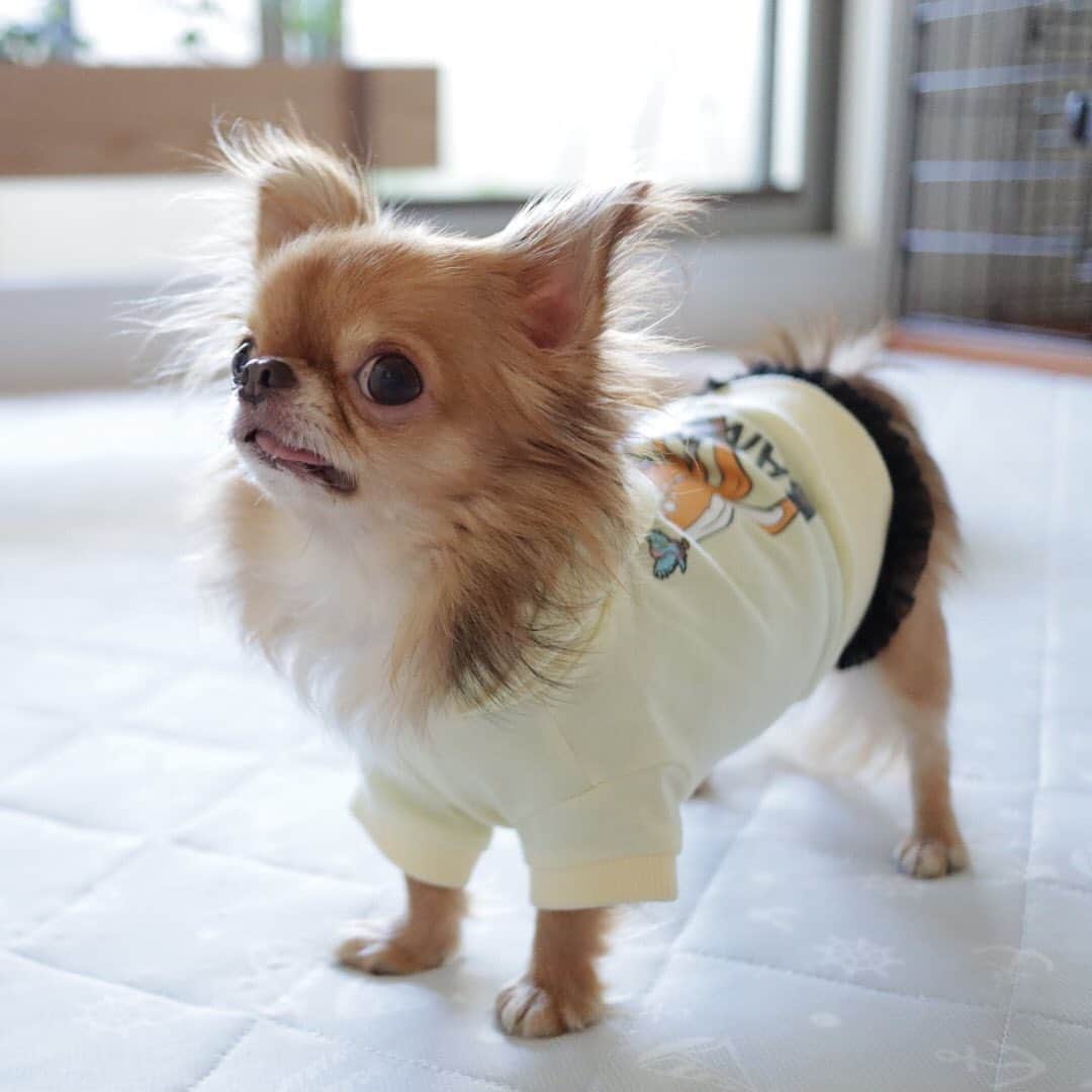 kayoのインスタグラム：「* * * 見上げるお顔が 可愛いー🥰 * * kulio❤️ * * #chihuahua#chihuahualove#dogstgram#dog#instadog#チワワ#チワワ大好き#チワワのいる暮らし * * *」