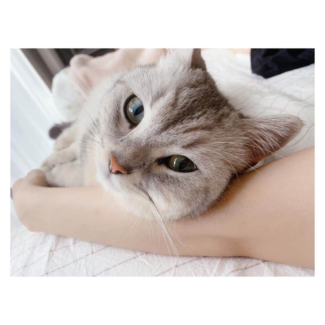 山谷花純さんのインスタグラム写真 - (山谷花純Instagram)「今日は、暑いねぇ。。  #ミヌエット #まるとの生活 #猫がいる生活 #にゃんすたぐらむ」10月2日 10時29分 - kasuminwoooow