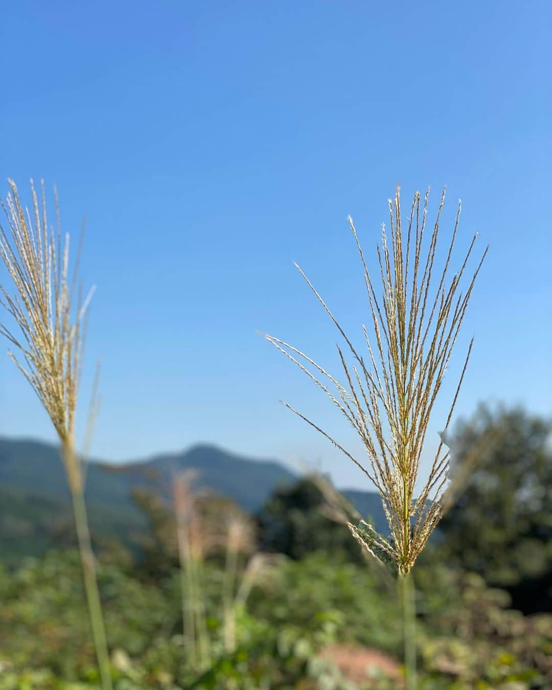 平山ユージさんのインスタグラム写真 - (平山ユージInstagram)「「中秋」旧暦の8月15日  「吽」を登る前に実は梅雨時期から温めていたプロジェクトを完登した。やはり気温や湿度が下がりコンディションが格段に上がったせいかもしれない。全てが秋の訪れと共にポジティブな感覚に変わった。 昨日は柿や南瓜の収穫をし、今や普通になったテレビ会議を終えふと夜空を見上げると中秋の名月だった。  自然に生かされ、完登のタイミングも自然により導かれる。軽々しく収穫祭と言っているがこの当たり前にある季節感や自然が尊いように思えるようになった。 俺も歳だな〜  梅雨時期に始めたプロジェクト、実りの秋、当たり前にある季節や自然、生かされる僕ら、そう言ったことの大切さを忘れないためにも、成功したプロジェクトの名前を「中秋」にしたいと思う。たった10m弱のルートのためグレーディングは難しいがとりあえず8bか8b+かと思っている。  "Cyusyu (Mid-Autumn)” August 15th of the lunar calendar   Before climbing "Un", I actually sent my project that had been worked since the rainy season in July.  It may be because the temperature and humidity have dropped and the conditions have risen dramatically.  It changes to a positive feeling with the arrival of autumn.  Yesterday, we harvested Japanese Kakis and pumpkins, and after when we finished the video conference that has become commonplace and looked up at the night sky, it was the harvest moon.   It is utilized naturally, and the timing of completion is also guided by nature.  Although it is said to be a harvest festival lightly, the sense of season and nature that are commonplace have come to seem to be precious. Maybe I'm old to feel?   The name of the project that I sent on season of "Cyushu (Mid-Autumn)" so that we can remember the importance of the project that I started during the rainy season, the fruitful autumn, the seasons and nature that are commonplace, and the people who are kept alive.  I want to.  Grading is so difficult because the route is just under 10m, but I think it's 8b or 8b + for the moment.  Photo @maechan82kgclimber   @thenorthfacejp  @thenorthface  @beal.official  @blackdiamond  @climbskinspain  @carbongrip  @rustamclimbing  @sendclimbing  @basecamp.import  @climbparkbasecamp  @boulderpark_basecamp  @basecamptokyo  @basecamponlineshop  @oganoclimbing  #oganoic #mtfutago #中秋 #中秋の名月 #柿 #南瓜　#彼岸花　#二子山　#クライミング　#吽　#本峰下部」10月2日 10時34分 - yuji_hirayama_stonerider